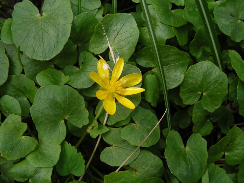 Ranunculus ficaria / Ranuncolo favagello